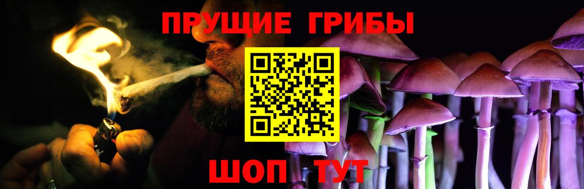 Псилоцибиновые грибы Psilocybe Чапаевск